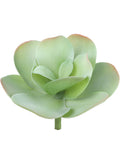 Dazzling 9" Paddle Plant Succulents, Green-Gray wfS16621GY-12PCith Yellow Hues, 12 Piece Set - Ideal for Eye-Catching Home Décor, Garden Displays, and DIY Terrarium Projects