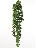 Lush 13" Hanging Senecio Succulents, Bulk Pack of 24 - Ideal for Eye-Catching Home Decor, Outdoor Gardens, and Creative DIY Terrarium Projects - Low-Maintenance