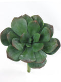 Vibrant 8" Green Aeonium Succulents, 12 Piece Collection - Ideal for Indoor/Outdoor Décor, Garden Projects, and Creative DIY Terrarium Crafting