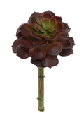 Stunning Set of 12 Aeonium Succulent Plants - 9.5 Inches - Perfect for Home Decor, Indoor Gardening, and Therapeutic Spaces - Vibrant Green Foliage
