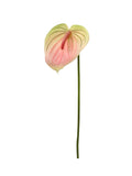Set of 12 - Vibrant 29" Pink and Green Anthuriums - Lifelike Artificial Flowers for Home and Event Decorations