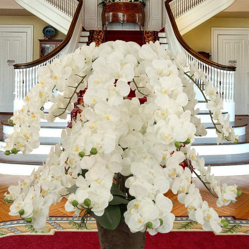 Orchids