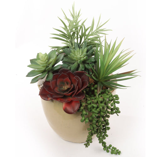Succulents