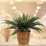 Boston Fern Artificial Plants, UV Resistant, Indoor or Outdoor Plant, Hanging Basket or Planter, 33" Inch Diameter 35 Fronds