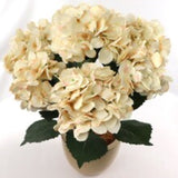 Beige Hydrangea Bush with 7 Silk Blooms & Green Foliage | 20-Inch | UV Resistant | Indoor/Outdoor Use | Summer & Spring Bush | Home & Office Decor