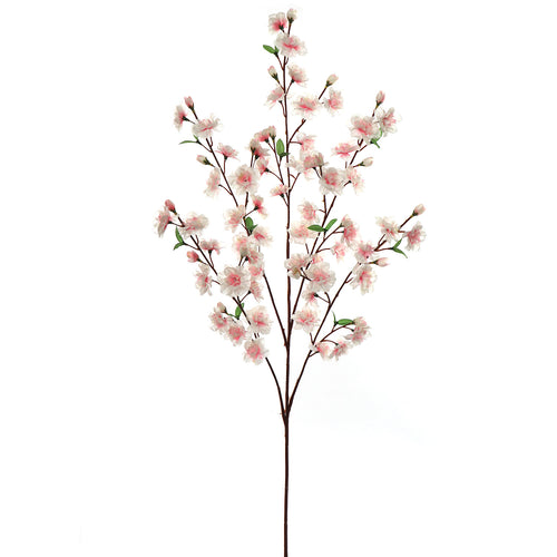 Cherry Blossoms