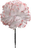 Peppermint Silk Carnation Picks
