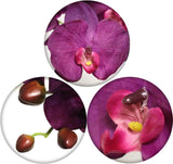 Purple Phalaenopsis Orchid Stems 33.5"" Real Touch Faux Flowers for Weddings, Home Décor