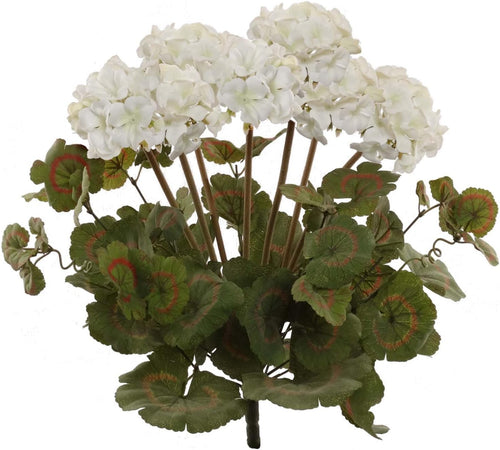 Geraniums