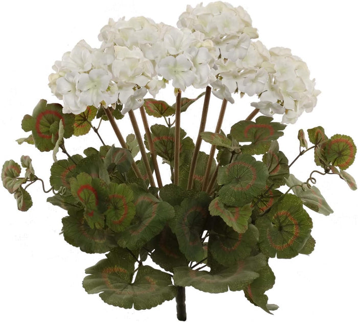 Geraniums