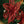 Gold Glitter Poinsettia Flower - 8.5" - 
    Red