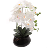 White Phalaenopsis Orchid with 7" Black Round Pot