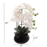 White Phalaenopsis Orchid with 7" Black Round Pot