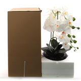 White Phalaenopsis Orchid with 7" Black Round Pot