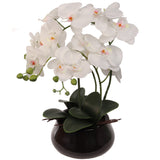 White Phalaenopsis Orchid with 7" Black Round Pot