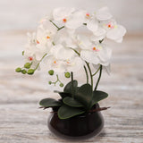 White Phalaenopsis Orchid with 7" Black Round Pot