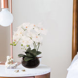 White Phalaenopsis Orchid with 7" Black Round Pot