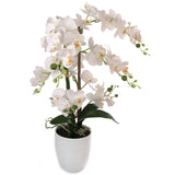 25 Inch Phalaenopsis Orchid Floral Arrangement in Decorative White Ceramic Vase. 17...