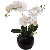 13-Inch Fuchsia Phalaenopsis Orchid Flowers in 5-Inch Round White Vase
