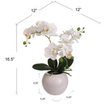 13-Inch Fuchsia Phalaenopsis Orchid Flowers in 5-Inch Round White Vase