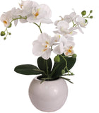 Orchid Arrangement in Vase