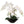 Artificial Phalaenopsis Orchid with 5 Buds in White Vase - 20" - 
    White Flower - Black Vase