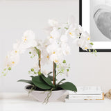20" White Phalaenopsis Orchid with 6 Blossoms in 11" White Modern Boat Vase