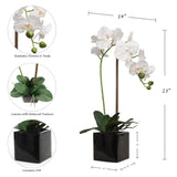 Elegant White Phalaenopsis Orchid in 5" Black Cubed Pot,  Floral Accent Ideal for Home, Office, and Event Decor