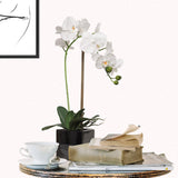 Elegant White Phalaenopsis Orchid in 5" Black Cubed Pot,  Floral Accent Ideal for Home, Office, and Event Decor