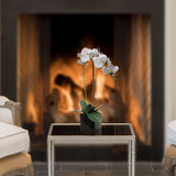 Elegant White Phalaenopsis Orchid in 5" Black Cubed Pot,  Floral Accent Ideal for Home, Office, and Event Decor
