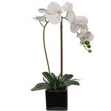 Elegant White Phalaenopsis Orchid in 5" Black Cubed Pot,  Floral Accent Ideal for Home, Office, and Event Decor