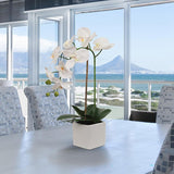 White Phalaenopsis in 5" Cube White Pot, Elegant Lifelike Orchid, Ideal for Home, Office, and Tabletop Decor