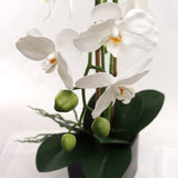 2 White Orchid in 5" Black Cube Pot