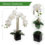 2 White Orchid in 5" Black Cube Pot