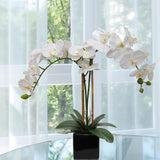 2 White Orchid in 5" Black Cube Pot