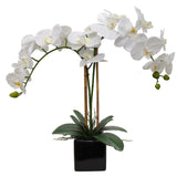 2 White Orchid in 5" Black Cube Pot