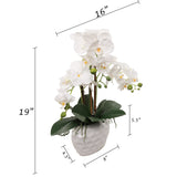 19" White Phalaenopsis Orchid Flowers in Dimple White Vase