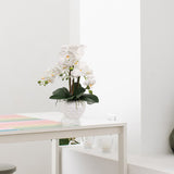 19" White Phalaenopsis Orchid Flowers in Dimple White Vase