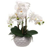 19" White Phalaenopsis Orchid Flowers in Dimple White Vase