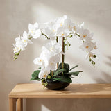 20" White Phalaenopsis Orchid Flowers in Round Black Vase
