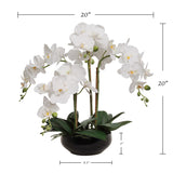 20" White Phalaenopsis Orchid Flowers in Round Black Vase