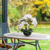 20" White Phalaenopsis Orchid Flowers in Round Black Vase