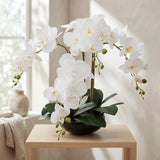 20" White Phalaenopsis Orchid in Black Round Pot - Realistic Faux Orchid Arrangement