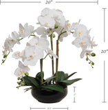 20" White Phalaenopsis Orchid in Black Round Pot - Realistic Faux Orchid Arrangement