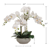 20" White Phalaenopsis Orchid Flowers in Round Grey Pot