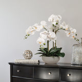 20" White Phalaenopsis Orchid Flowers in Round Grey Pot