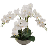 20" White Phalaenopsis Orchid Flowers in Round Grey Pot