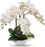 20" Tall Faux Phalaenopsis Orchid in 8" Round Pot