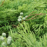 6' Juniper Garland with Green Berries & Brown Twigs