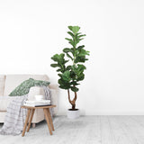 Artificial 65" Fiddle Leaf Fig Tree | Lifelike Low-Maintenance Home Decor Plant | Indoor & Outdoor Faux Greenery | 2-Pack